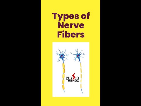 Video: Vilken typ av nervfibrer hämmas vid tömning?