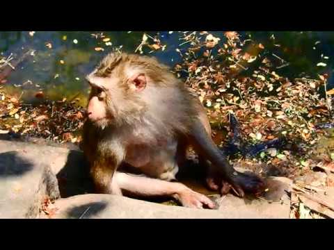 foundry Hot Weather Today all Monkey Happy wit Cool Water in the pond