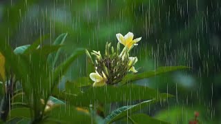 Spring Rain With Chirping Birds | Nature Sounds For Relaxation & Sleep