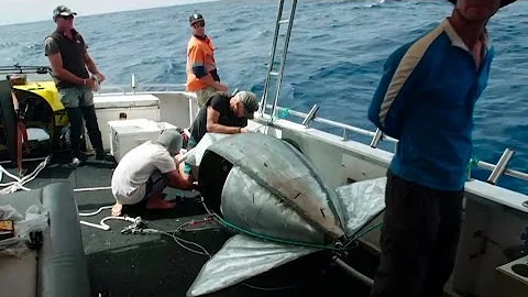 Secret Weapon | Super Predator