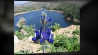 The Royal Botanic Garden of Jordan (RBG), Jordanian Plants and Biodiversity Conservation