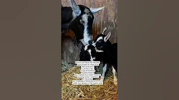 NUNUA LEO MBUZI WA MAZIWA Goat Available At Cheap Price Milk Production3 4Litres A Day 