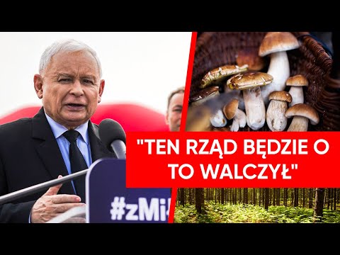 Kaczyński straszy zakazem zbierania grzybów. "Trzeba się bronić przed tym"