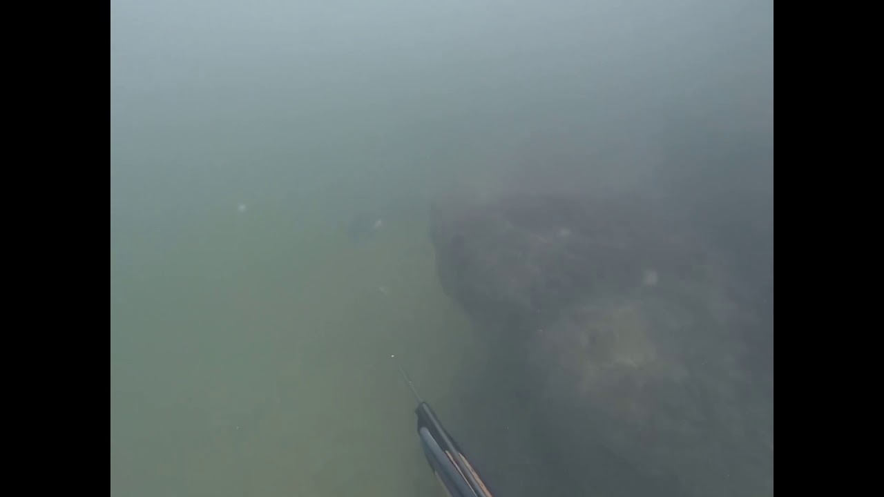 NJ spearfishing 2019 YouTube