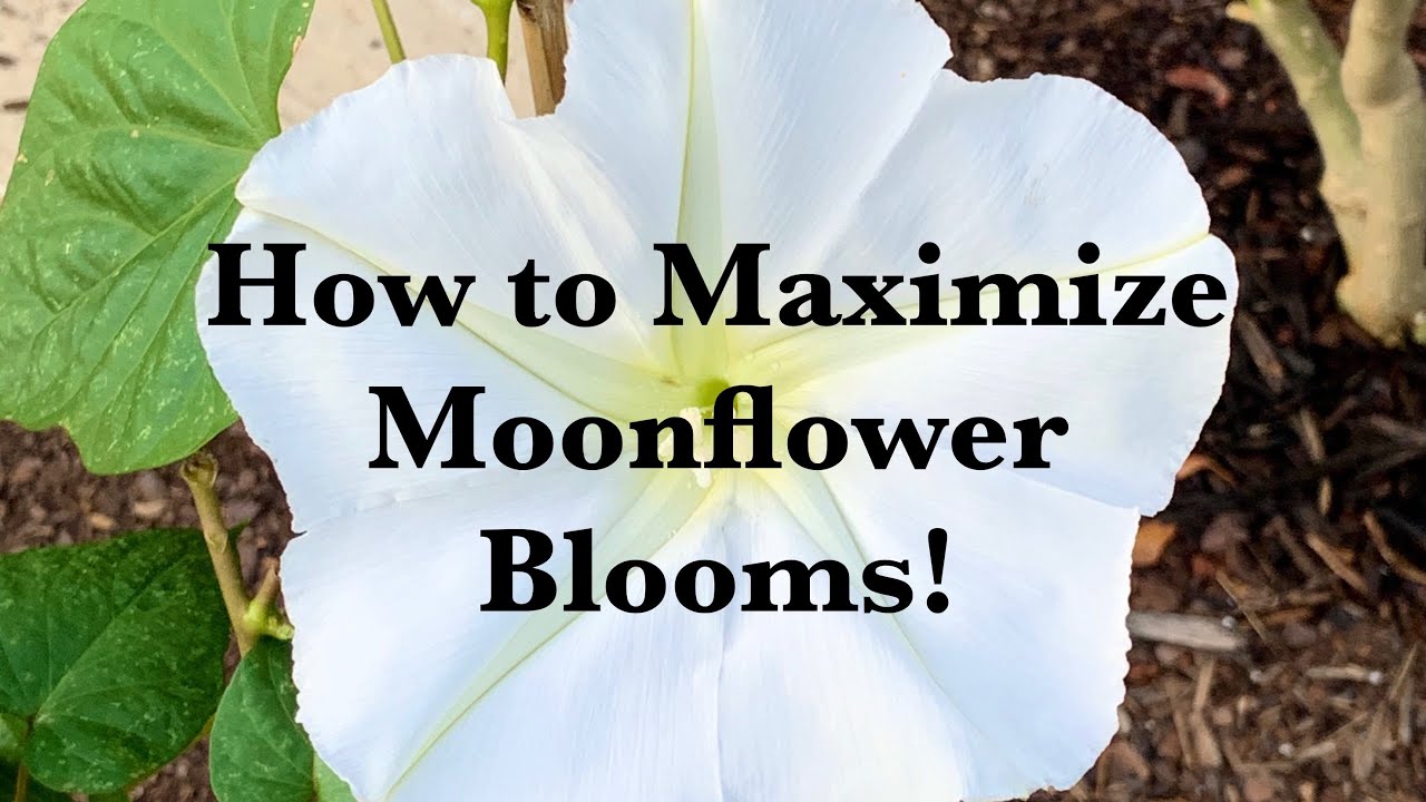 The Secret to Growing Moonflowers YouTube