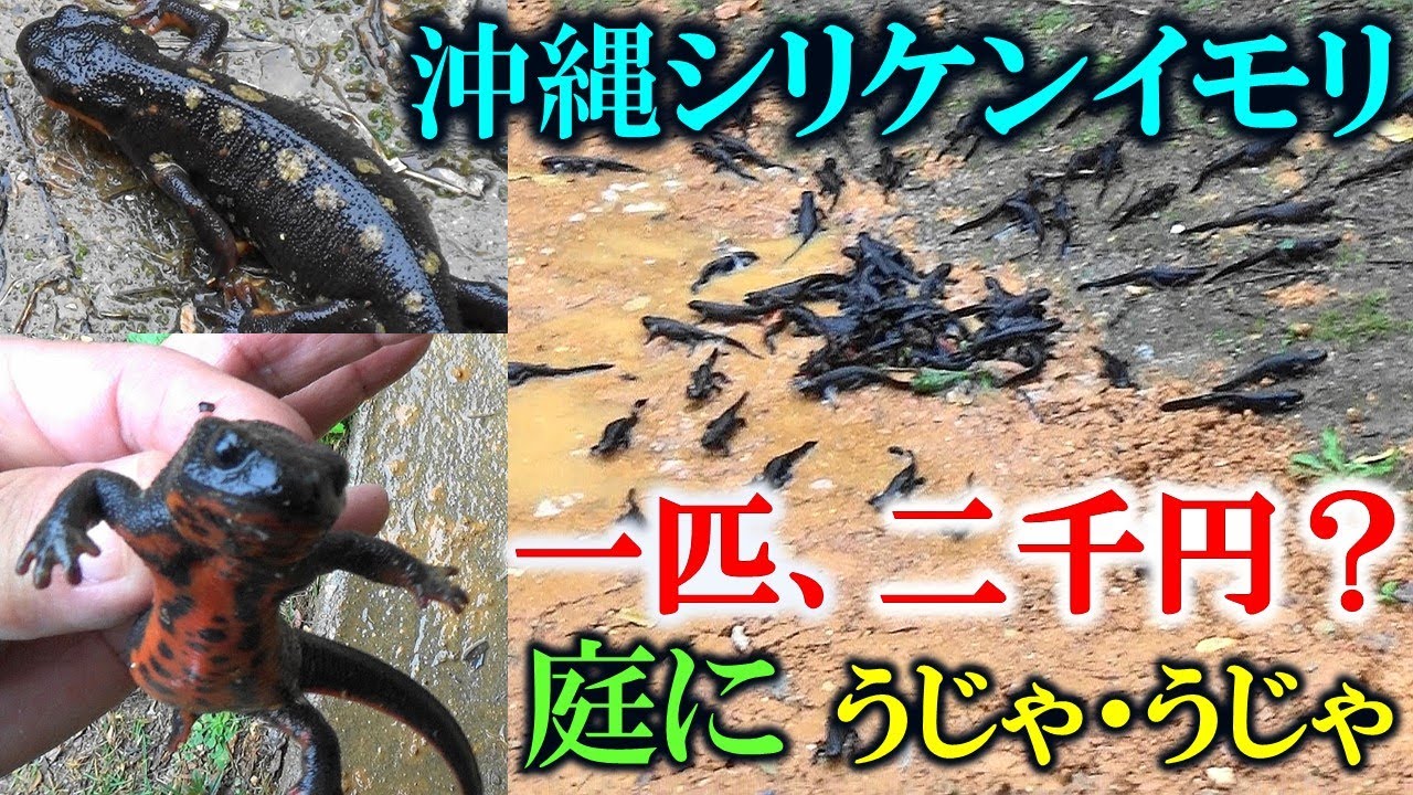 オキナワシリケンイモリ【沖縄】”アカハライモリ”？ 一匹、二千円