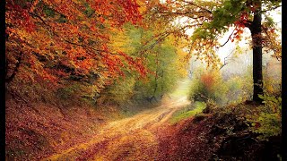 Rain on Leaves on a Forest Road in Autumn -  Video with Sounds for Relaxation and Sleep4ksoo screenshot 5
