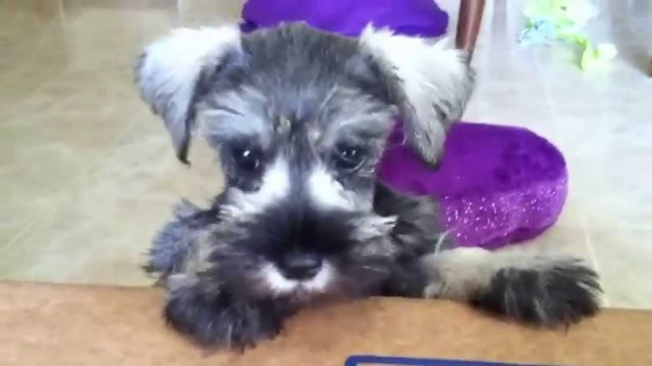 Miniature Schnauzer puppy barking - YouTube