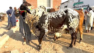 Download Lagu Cow Mandi Lahore | sahiwal cholistani bachre | desi bachre | LAHORI SHAUK shapur kanjra Mandi  MP3 Download Lagu Cow Mandi Lahore | sahiwal cholistani bachre | desi bachre | LAHORI SHAUK shapur kanjra Mandi  MP3