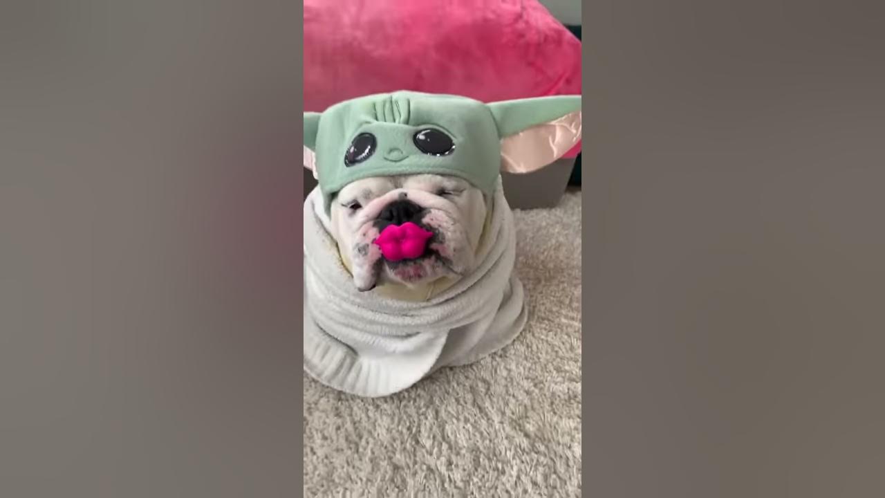 Happy Valentine's Day from Eggnog the bulldog YouTube