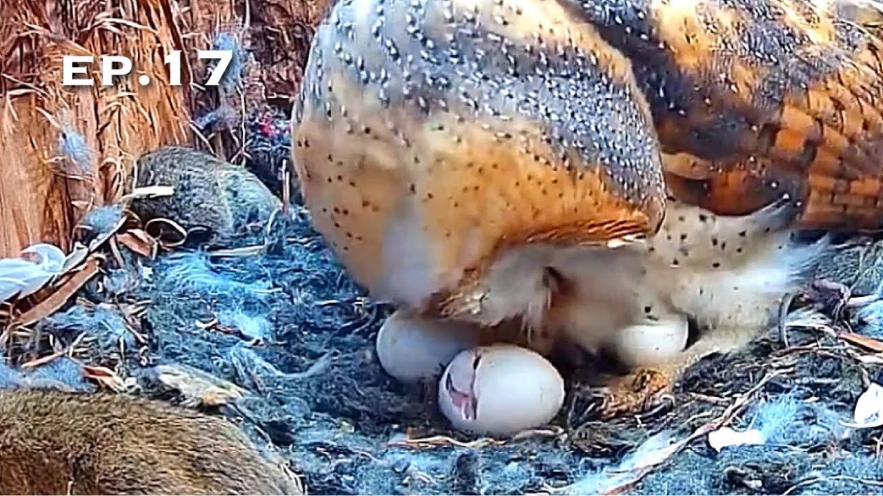 Barn Owl Nest ❸ ep.17／Just before hatching