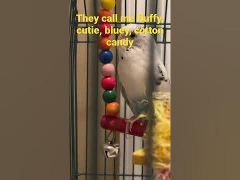 They call me bird edition! - YouTube