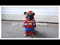 Spiderpug  doug the pug