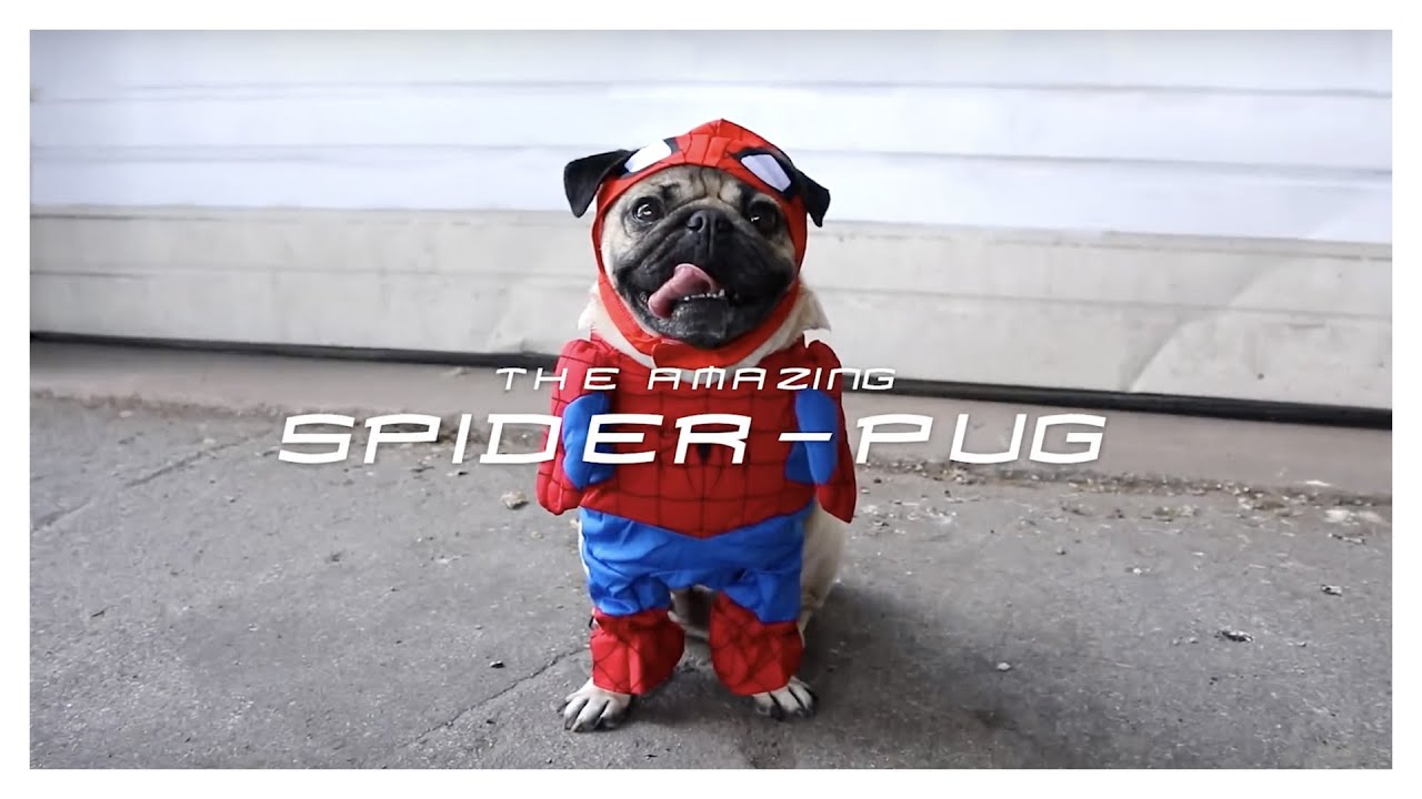 SPIDER PUG   Doug The Pug