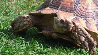 #nature #naturalbeauty #naturesounds #turtle