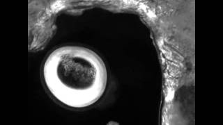 Self Organization of Protocell.mov