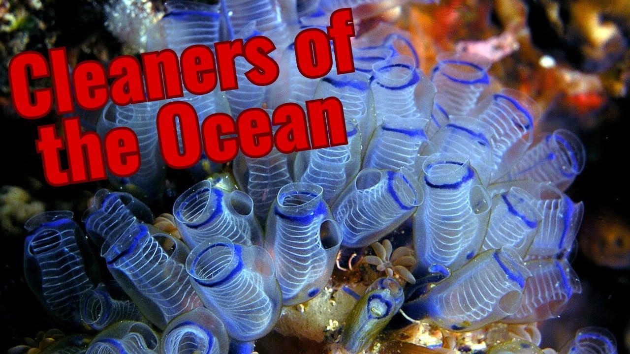 The Evolution and Biology of Tunicates | The Closest Relatives to Vertebrates