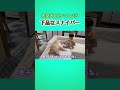 愛犬を狙う７歳のスナイパー
