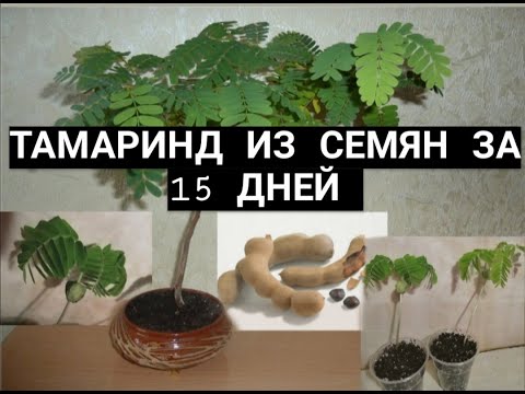 ВЫРАЩИВАНИЕ ТАМАРИНДА ИЗ СЕМЯН ЗА 15 ДНЕЙ В ДОМАШНИХ УСЛОВИЯХ!