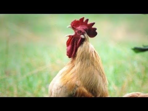 Sabbath! - Yah Scriptures - Deuteronomy  24 & John 18