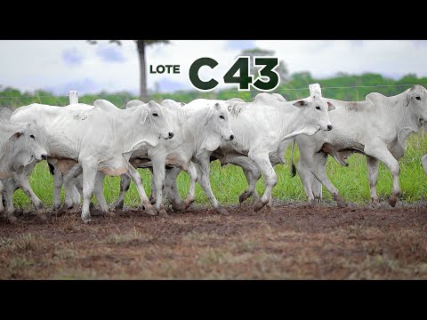 LOTE C43