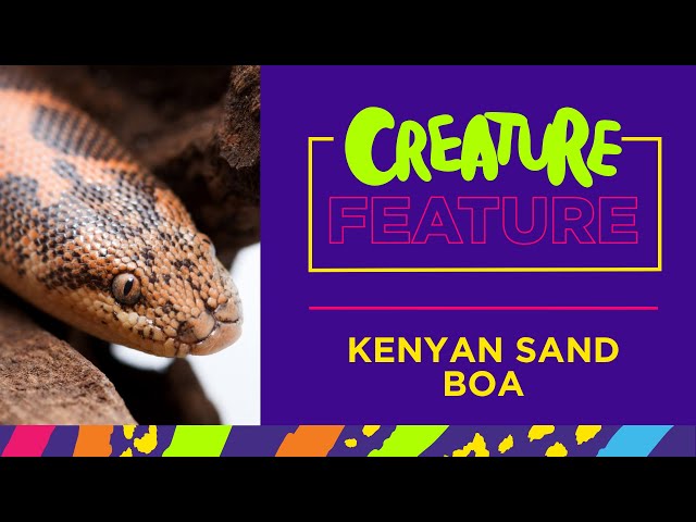 Kenyan Sand Boa Facts- 1 Minute Quick Facts!