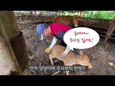 [3편]송아지설사치료