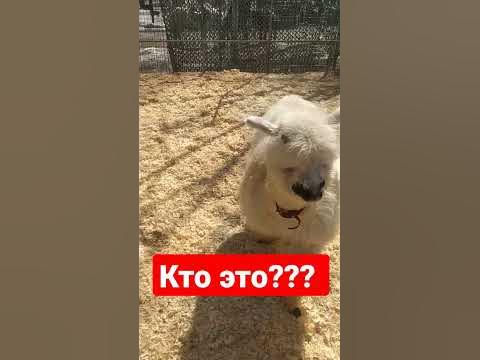 В подробностях об Бабетта ранго что за животное