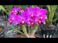 Catleya Đài Loan hoa to , thơm, trồng nhanh hoa zl 0989214119#hoalannhuy#hoalan#cattleya