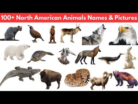Vídeo: US Animals: lista com foto