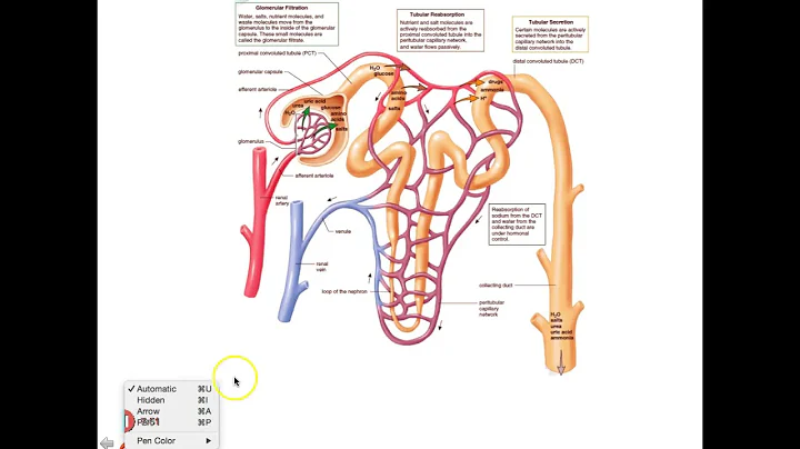 Urinary system part 2