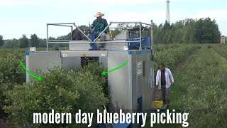 Download Lagu Mechanical Machine. Harvesting 800 acres of blueberrys. Download Lagu Mechanical Machine. Harvesting 800 acres of blueberrys.