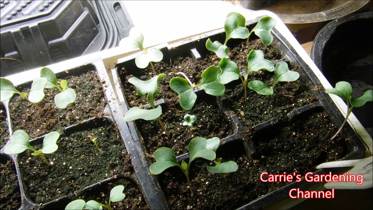 how to feed cabbage seedlings, how to feed broccoli seedlings, how to