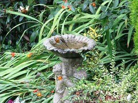 watershed Robin perched on garden Bird bath Birds Uk