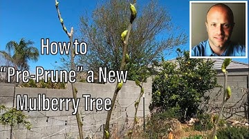 How to “Pre-prune” a Young Mulberry Tree
