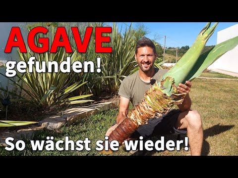 Video: Ist Agave ein Kaktus?