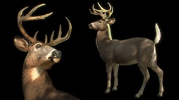 White-Tailed Deer (Buck) - Rigged Real-time PBR Model for sale on CGTrader
