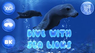 Dive with Sea lions in 360° | Ocean Rift VR [8K]