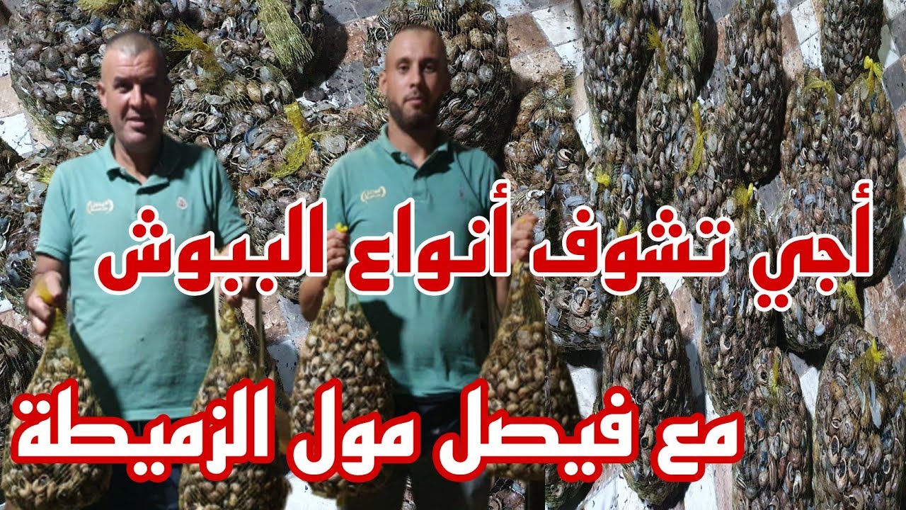 أجي تشوف أنواع الببوش مع فيصل مول الزميطة تحت طلب زبنائه