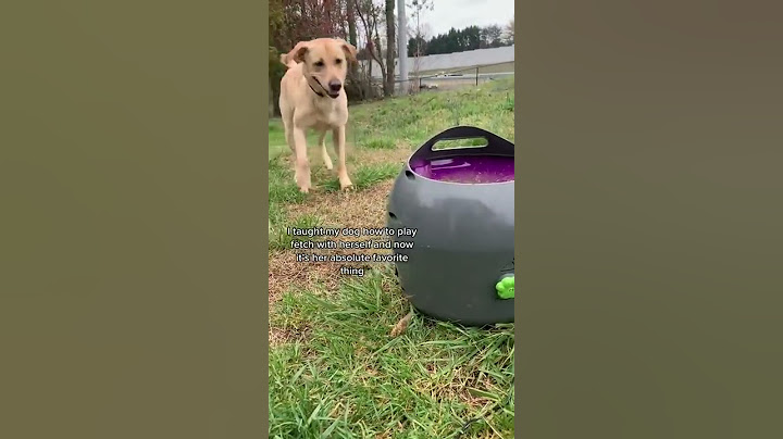 Clever Doggo Uses Machine to Play Fetch with Herself || ViralHog