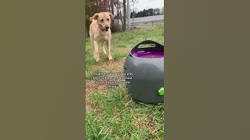 Slimme hond gebruikt machine om met zichzelf te apporteren || ViralHog