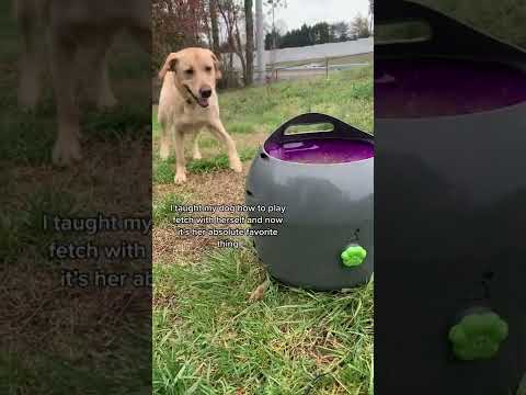 Video: 18 honden CRAZY over Fetch!