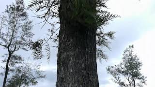 Australian Silky Oak Tree Grevillea robusta