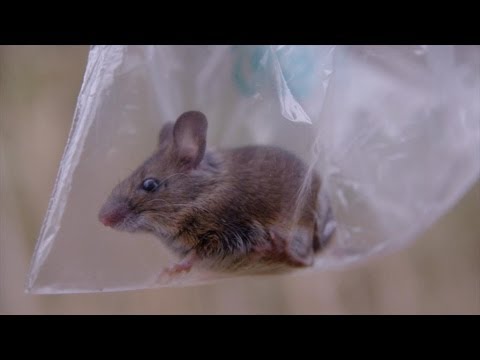 Video: Bosmuis - wat voor dier is dit?