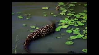 Central African rock python 🐍 snake Hindi documentary// Discovery Channel