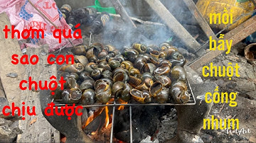 Mồi bẫy chuột cống nhum đặt là dính hết nguyên bầy | NIỀM VUI SÔNG NƯỚC |