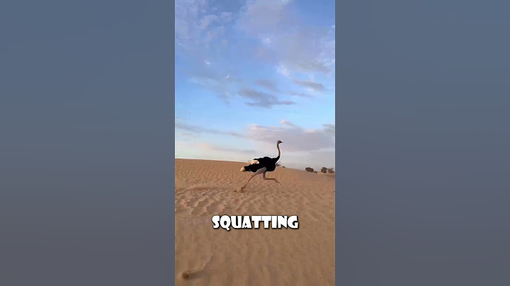 Why Ostriches Drop Their Eggs From 3 Feet!