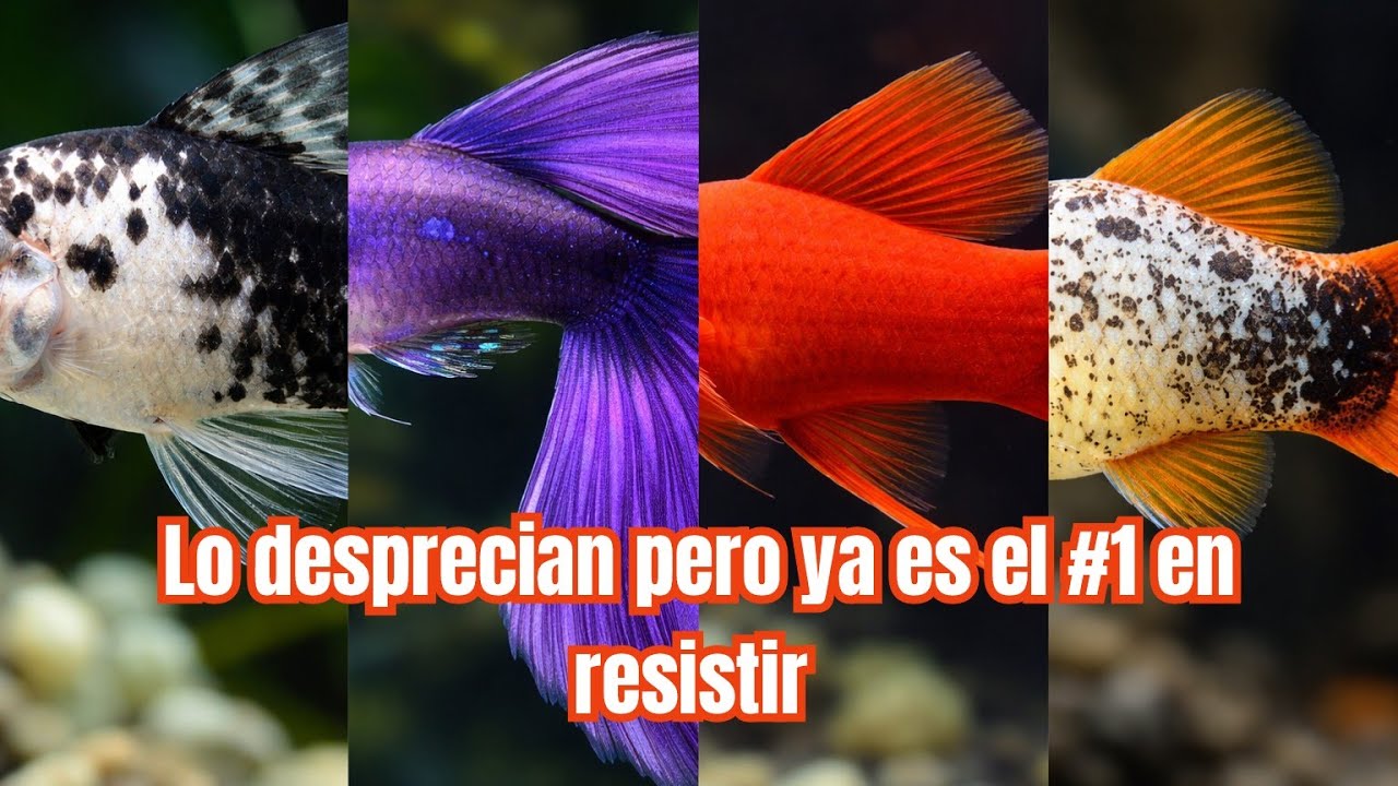 El pez que ya supera al Guppy y el Molly en adaptación 