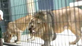 Berlin Zoo - Lions Getting Food Part 01