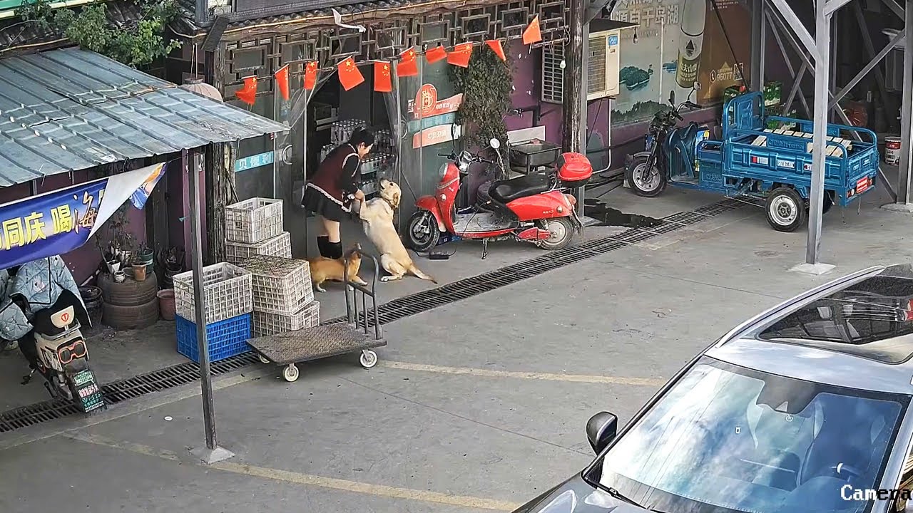 Я и не мечтала! Моя собака вернулась спустя 3 года!